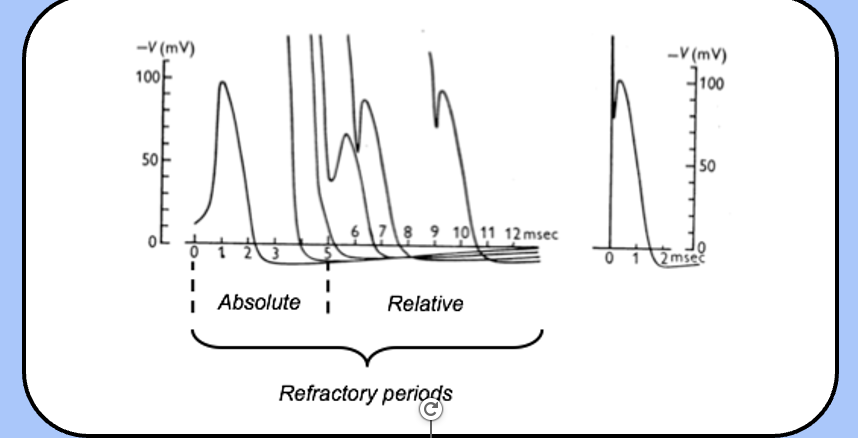 <p><span style="font-family: "Helvetica Light";">the period when eliciting a second action potential is impossible.</span></p>