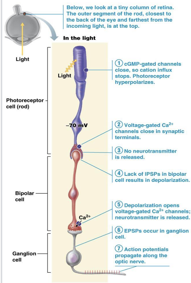 <p>XIII. Phototransduction </p><ol><li><p>What is the sequence of cells involved in phototransduction according to the lecture?</p></li><li><p>Where are photoreceptor cells located?</p></li></ol><p></p>