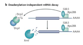 <p>Poly A tail is not removed first.</p><ol><li><p>Proteins bind mRNA (usually 3’ end) for stabilization.</p></li><li><p>decapping enzymes are recruited.</p></li><li><p>Cap is removed.</p></li><li><p>RNA is degraded 5' → 3’ (exonuclease)</p></li></ol><p></p>