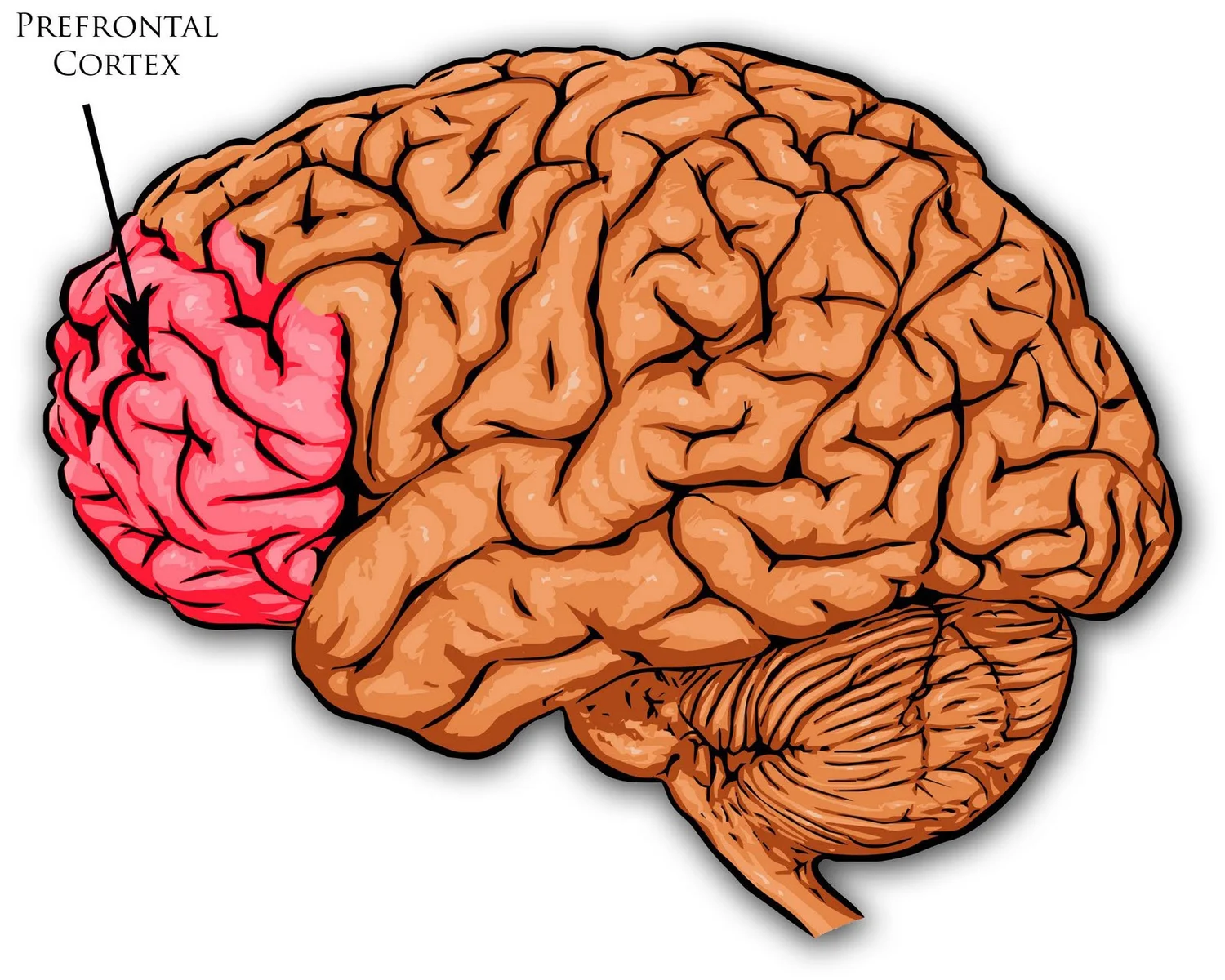 <p><span>Prefrontal cortex</span></p>