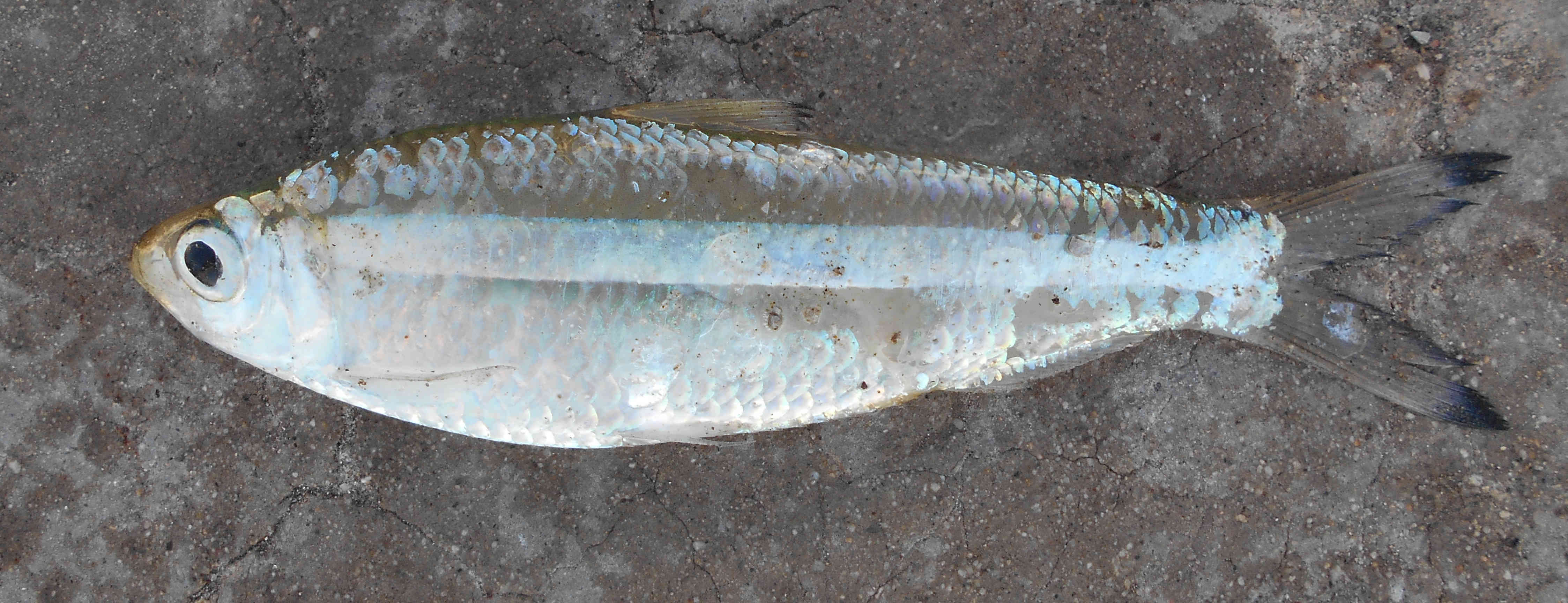 <p>Large silver stripe, clear</p>