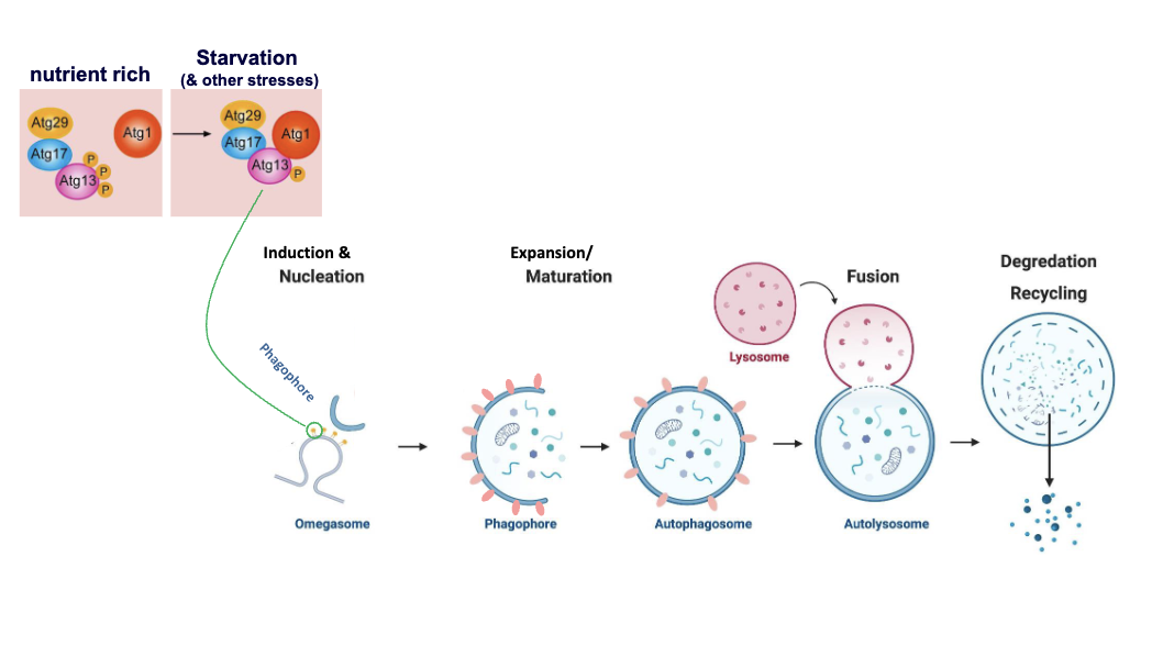 <p>"ATG1 kinase requires ATG13. In nutrient rich conditions ATG13 is phosphorylated, inactive. In starvation, it is dephosphorylated, binds ATG1, and activates autophagy."</p>