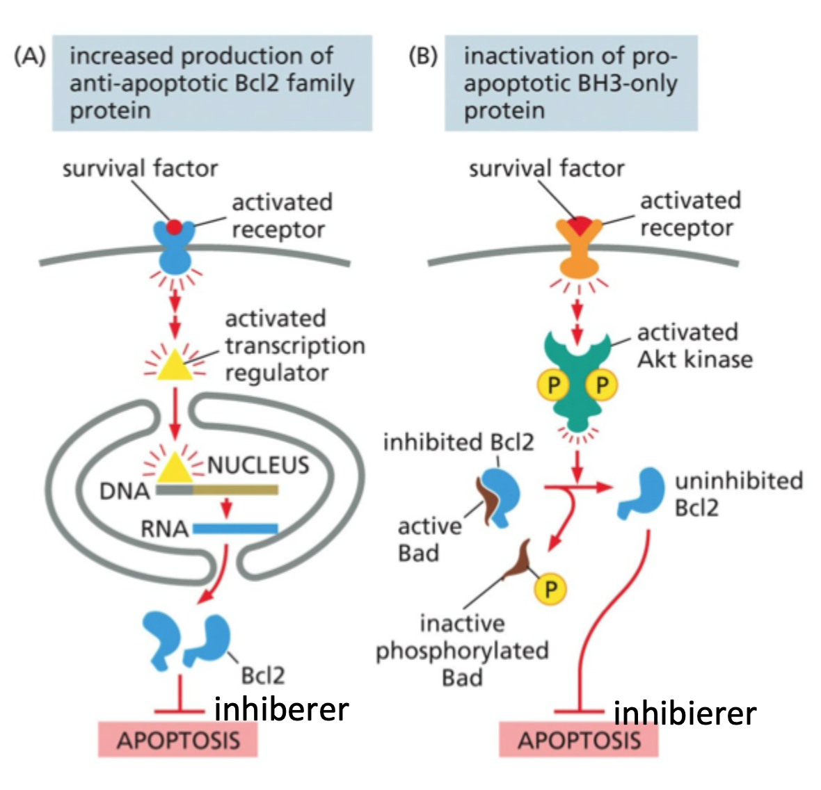 <p>Ved at øge udtryk af <strong>anti-apoptotiske Bcl2-proteiner</strong> eller inaktivere <strong>BH3-only proteiner</strong>.</p>