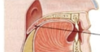 <p>At the back of the throat/oropharynx. Tongue/food pushes it upwards, blocking off acces to the nasopharynx and nasal cavity (ensures food cannot come out our nose)</p>