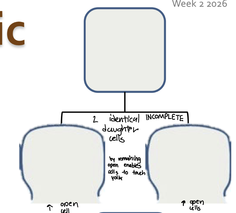 <p>Symmetric division ONLY =</p><p>Daughter cells are identical</p><p>o BOTH daughter cells form INcomplete cell membrane = <mark data-color="#f4a335" style="background-color: rgb(244, 163, 53); color: inherit;">Open cell</mark></p><p>• Cytoplasm mixes with yolk</p>