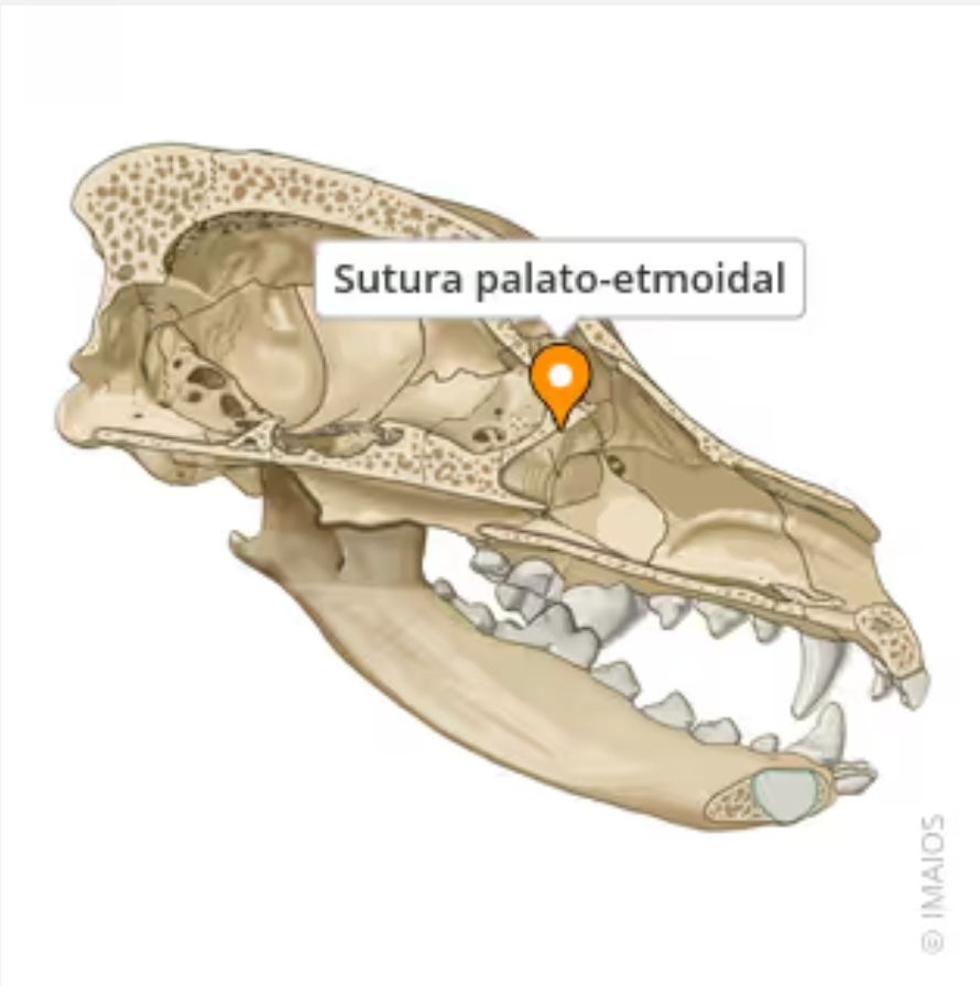 <p>sutura palato-etmoidal</p>