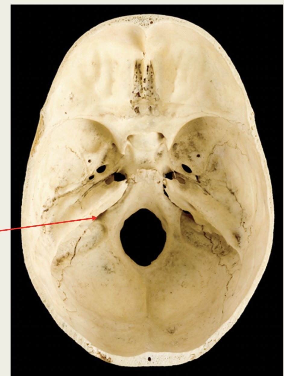 <p>Vagus</p><p>Nerve (X)</p><p>■ Function: Receives</p><p>XX information</p><p>from XX organs</p><p>and controls XX</p><p>in XX XX (XX)</p><p>■ Passes through XX XX</p>