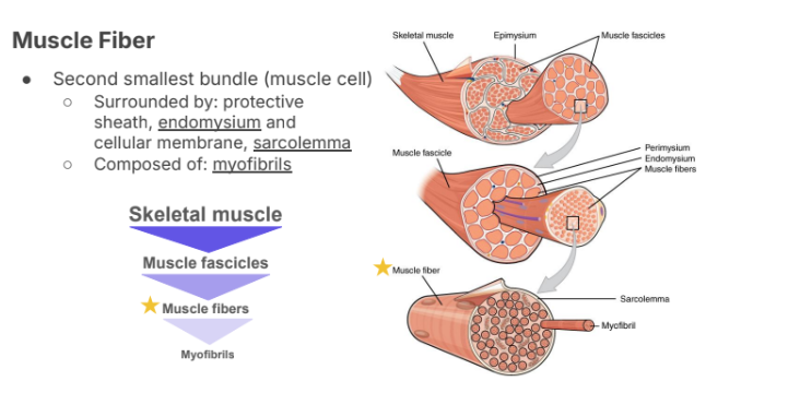 <ul><li><p>Second smallest bundle (muscle cell)</p><ul><li><p>Surrounded by: protective sheath, <strong>endomysium </strong>and cellular membrane, <strong>sarcolemma</strong></p></li><li><p>Composed of: <strong>myofibrils</strong></p></li></ul></li></ul><p></p>