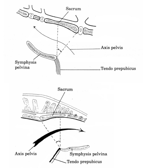 <ul><li><p>the maternal conformation predisposes to dystocia more commonly in <strong>ruminants</strong> than in the mare which has a <strong>striaghter canal and flatter floor</strong></p></li><li><p>other dfferent factors eg oversized foetus or ling legs of the foal</p></li></ul><p></p>