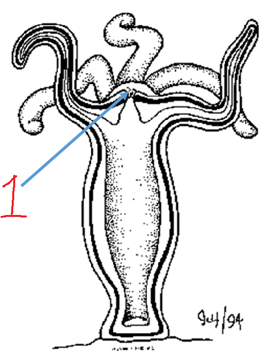 <p>what kind of digestive system does this organism have</p>