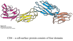 <p>single polypeptide chain that has separate units</p>