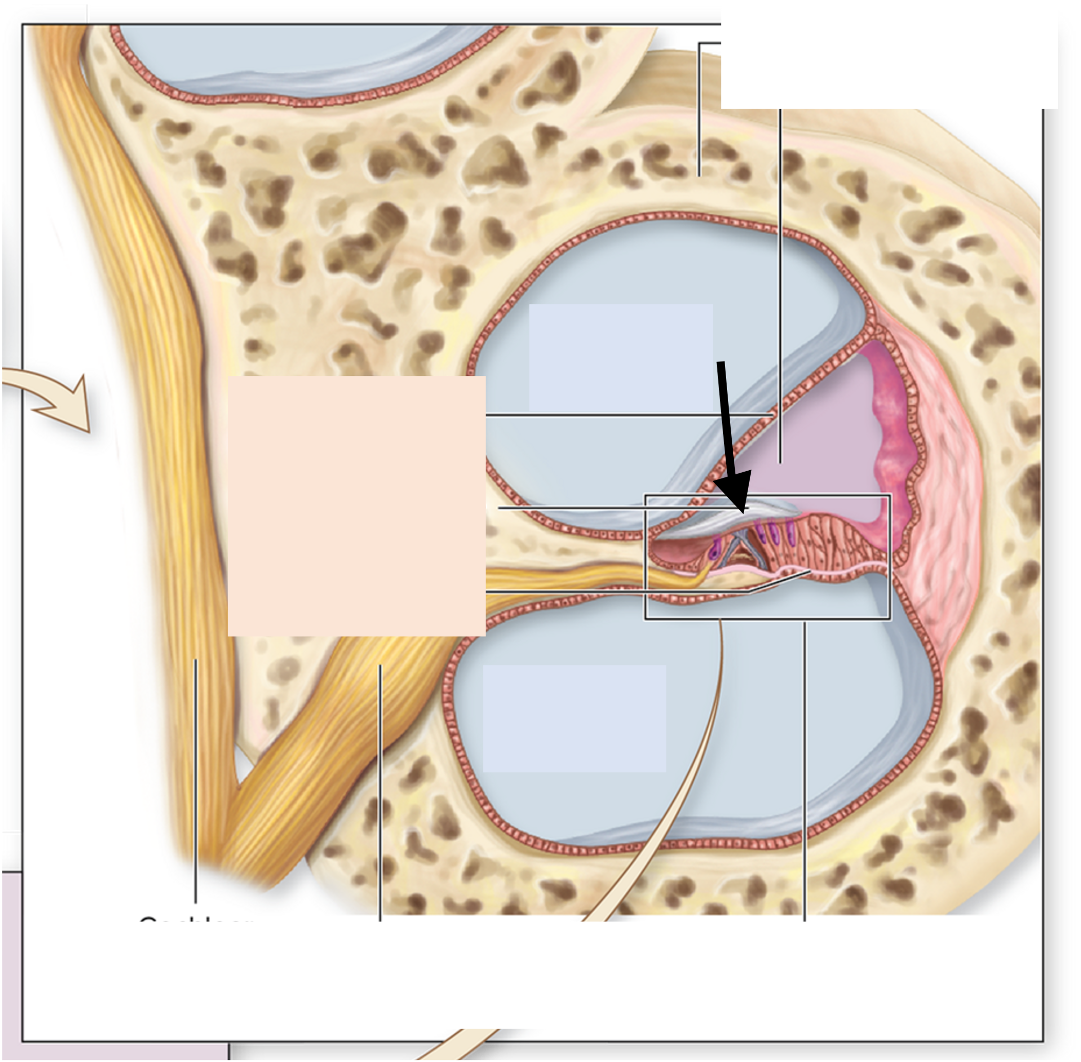 <p>Name the membrane</p>