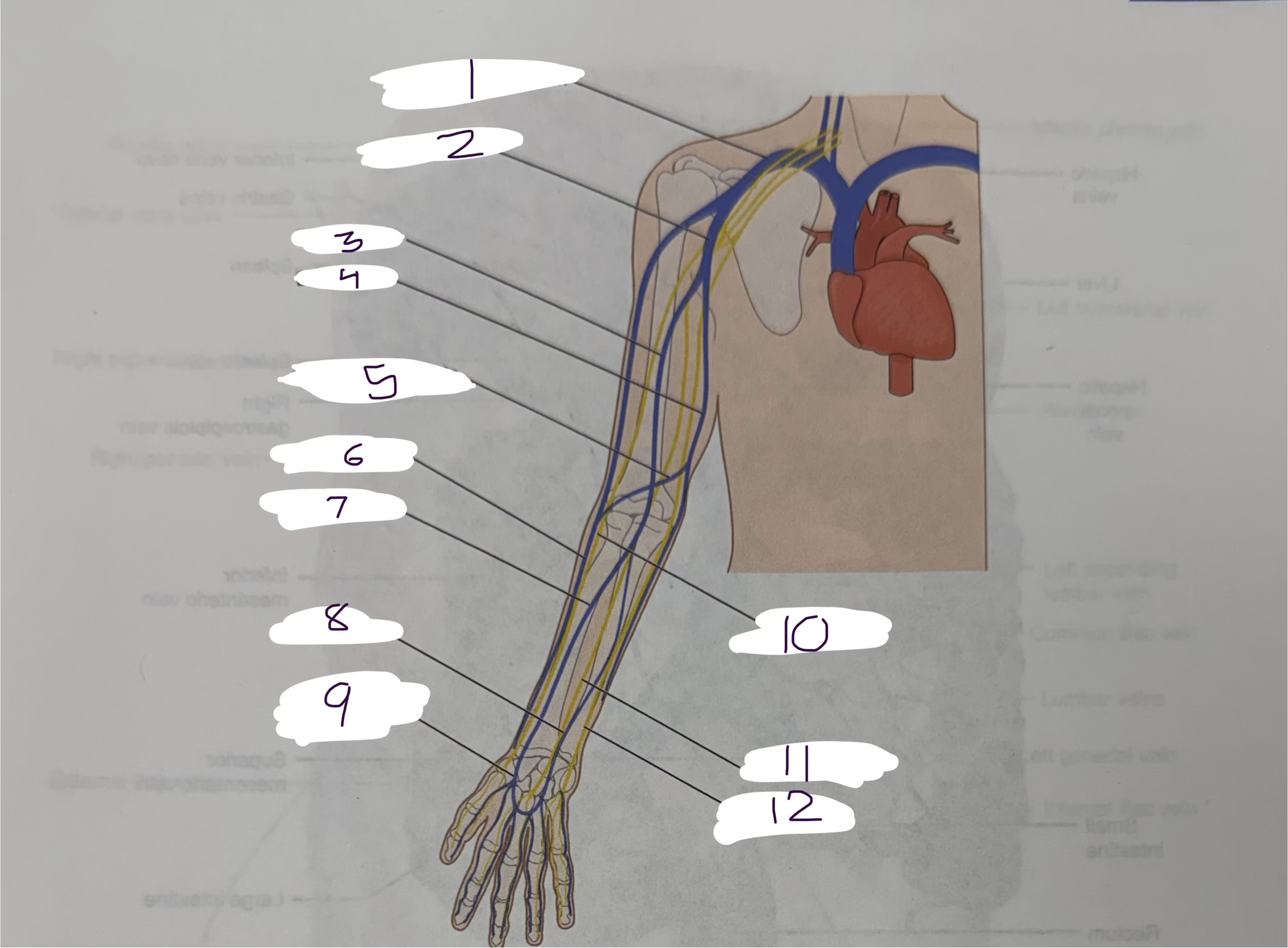 <p>8</p>