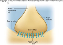 <p>Presynaptic neurons release neurotransmitters that bind to receptors on postsynaptic neurons.</p>