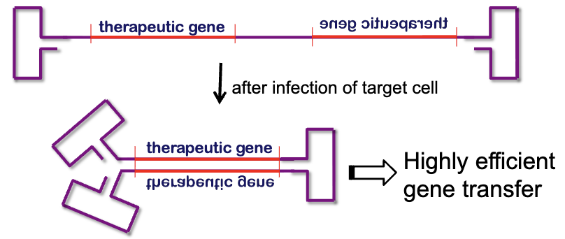 <ul><li><p>x-linked genetic disorder</p></li><li><p>abnormal bleeding due to defective coagulation factor IX</p></li><li><p>current treatment - factor IX infusion (expensive, needs to be given continuously)</p></li><li><p>new treatment - using sc-AAV</p></li></ul><p></p>
