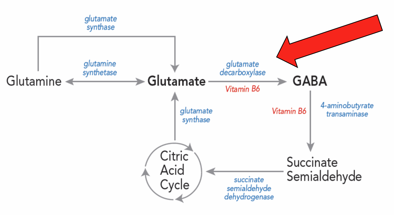 <ul><li><p>Made from glutamate via<strong> glutamic acid decarboxylase </strong>(GAD65 + GAD67)</p></li></ul><div data-type="horizontalRule"><hr></div><ul><li><p>key synthesizing enzyme</p></li><li><p>GAD65 + GAD67 marker of GABAergic neurons (key in many studies)</p></li></ul><p></p>