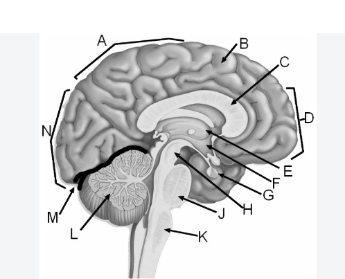 <p>C</p>