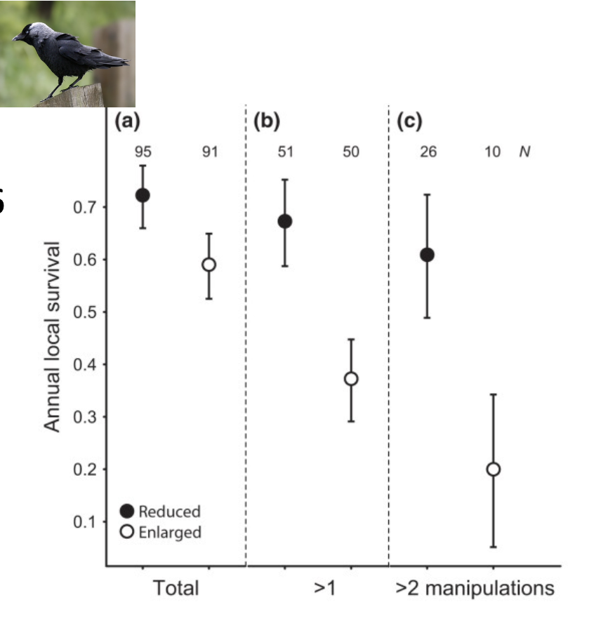 <ul><li><p>For all individuals in the study (a) parents with enlarged broods had a 0.6 annual probability of survival compared with 0.72 for parents with reduced broods</p></li><li><p>The difference was far greater for those parents who were given enlarged broods in > 2 years</p></li></ul><p></p>