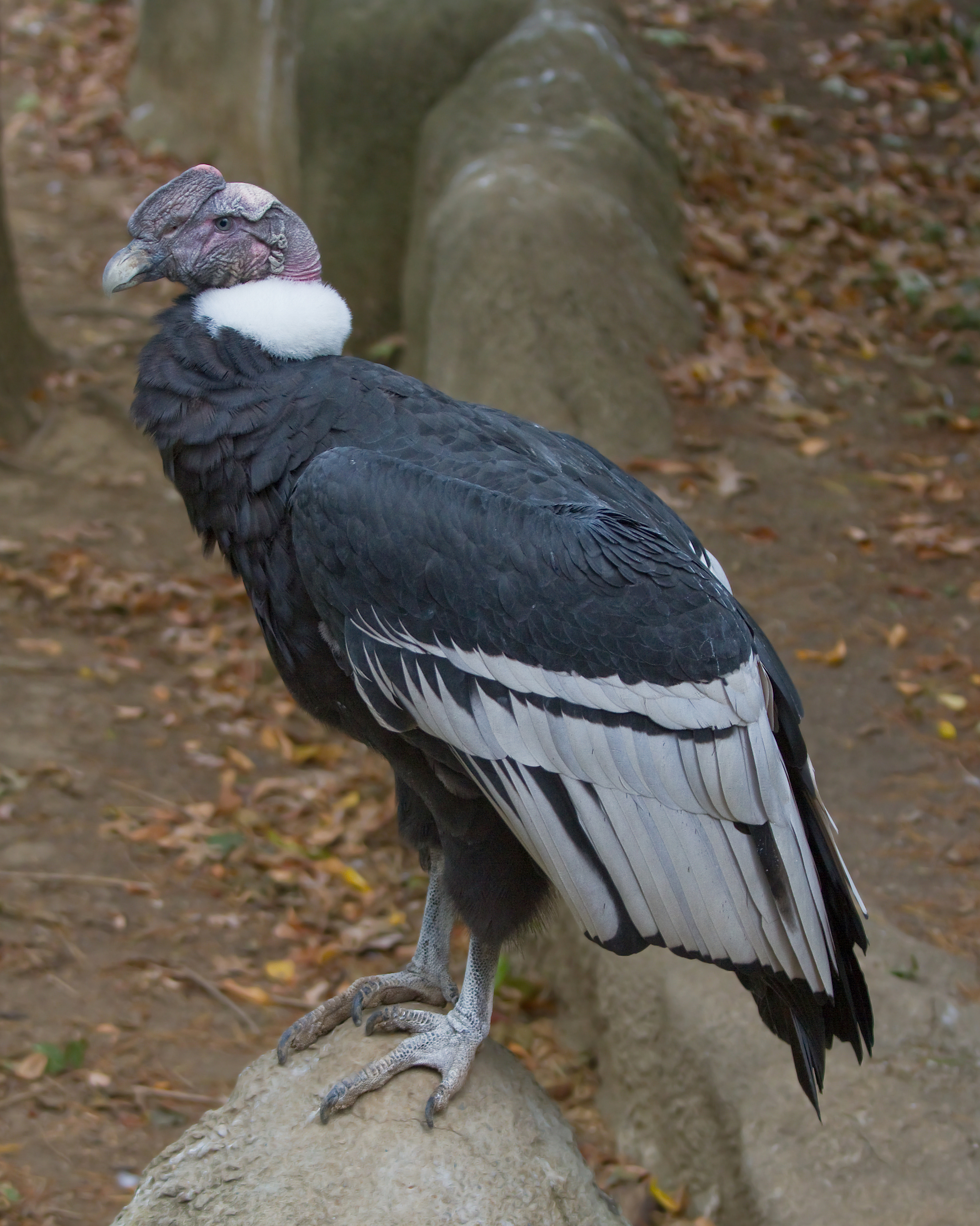 <p>Condor (vulture- type of bird)</p>