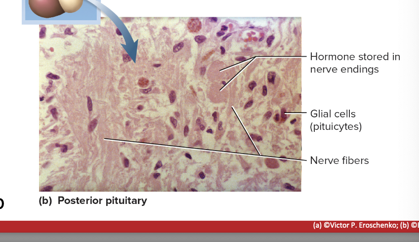 <p>posterior pituitary</p>