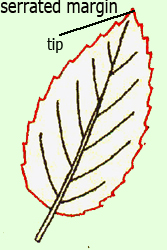 <p><mark data-color="#ffffff" style="background-color: rgb(255, 255, 255); color: inherit;">a saw-like edge with sharp, pointed teeth that tilt forward toward the apex of the leaf</mark></p>