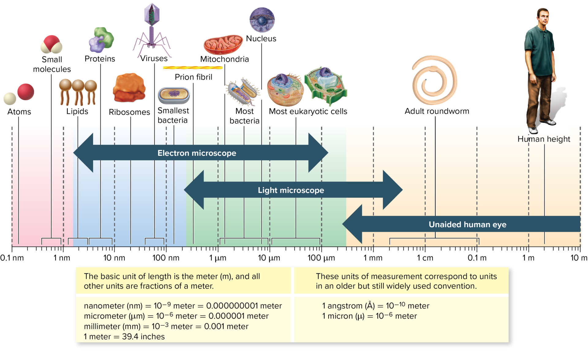 <p>What is the taxonomic hierarchy from broadest to most specific?</p>