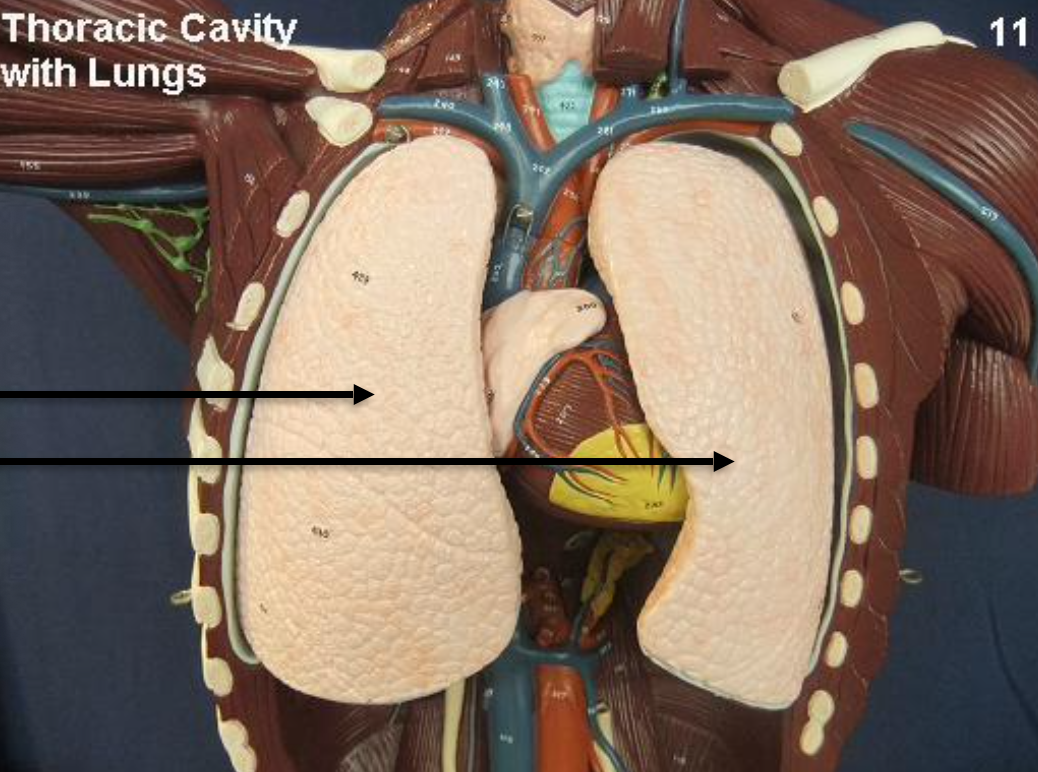 <p>Name that organ</p>