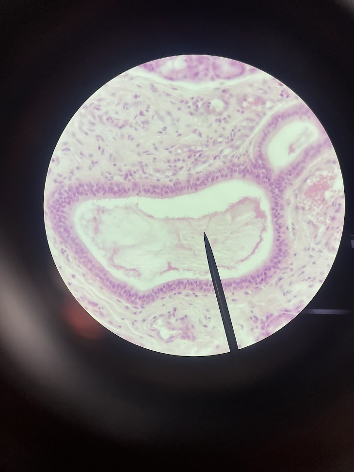 <p>tissue type surrounding the structure</p>