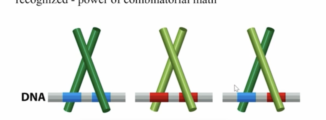 <p>increase the range of sequences that can be recognized</p>