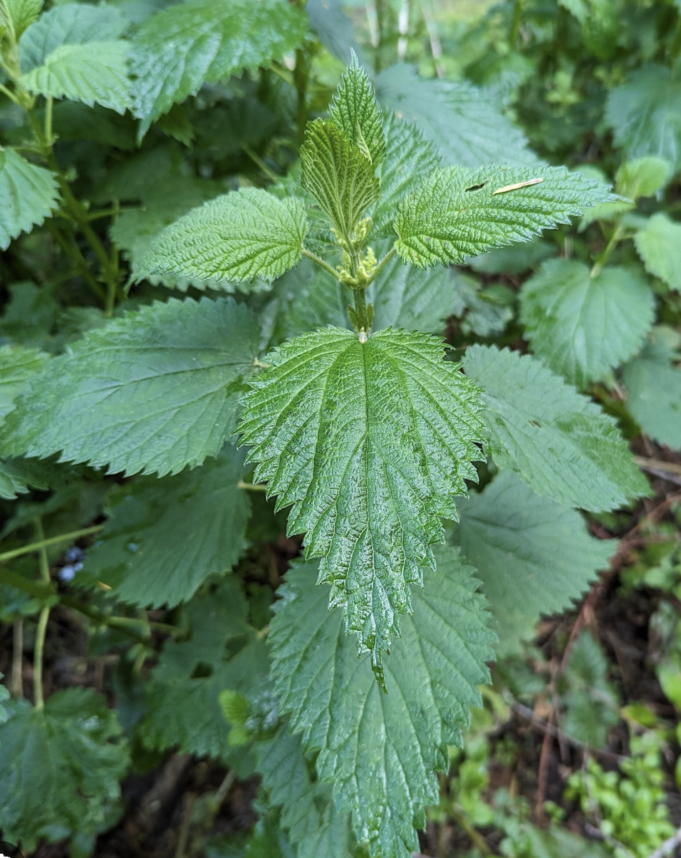 <p>Urtica dioica</p>