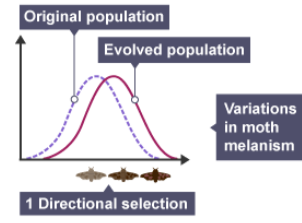 <p>- Selection that shifts the population to one of the extremes in a phenotypic range.</p><p>- During the Industrial Revolution, soot-covered trees in England provided camouflage for dark-colored peppered moths while exposing the lighter ones to predators, shifting the population's traits in one extreme direction.</p>
