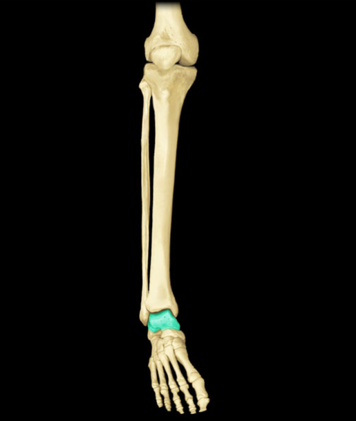 <p>What is the name of this bone?</p>
