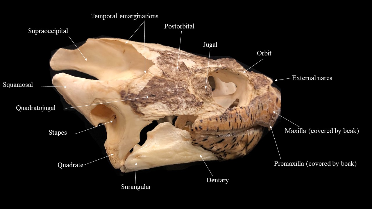 <ul><li><p>anapsid skull (lost fenestra)</p></li><li><p>eyes and nose hole</p></li><li><p>beak</p></li><li><p>temporal region</p></li></ul><p></p>