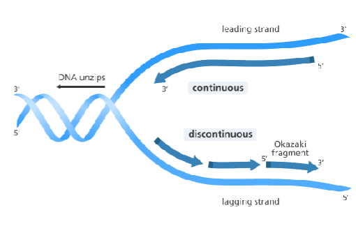 <p>Lagging Strand</p>