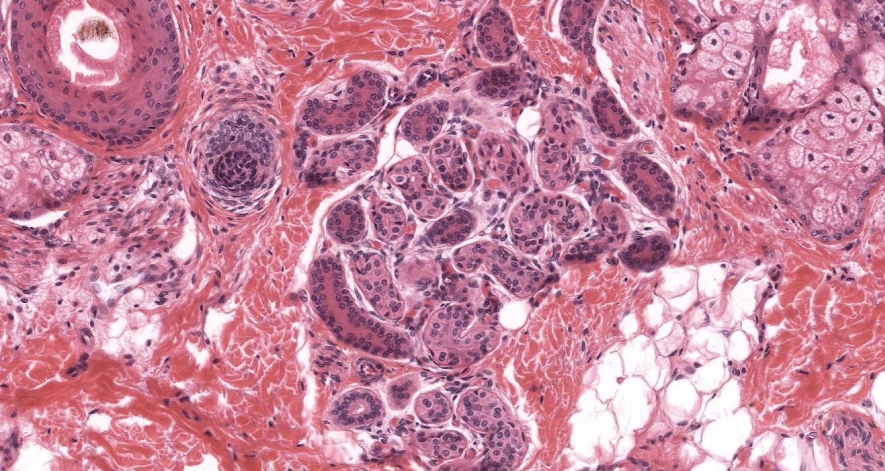 <p>Identify the Structure</p>