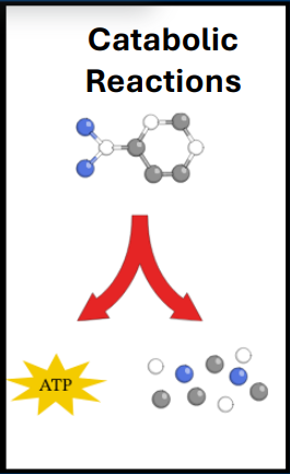 <p><strong>• Catabolic reactions</strong> </p><p>• Breaks down complex molecules into small molecules </p><p>• Releases energy that can be stored at ATP</p><p>-Anabolism requires a substantial amount of energy (e.g. <strong>catabolism</strong>)</p>