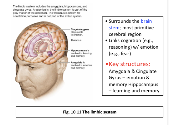 <p><span>Emotion &amp; Motivation Involve Complex Neural</span><br><span>Pathways— how?</span></p>