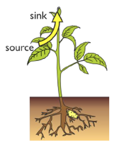 <p>Flowers &amp; young buds aren’t photosynthetic, so sugars can also be transported from leaves or roots (source) to flowers or buds (sink)</p>