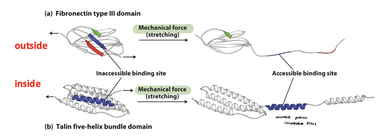 <p><span style="color: rgb(157, 255, 123);"><strong><u>Fibronectin</u></strong></span> stretching causes it to unfold → exposes hidden binding sites (type III domain) that form <span>β sheets with other fibronectin molecules to help promote ECM assembly <em>(outside the cell) </em></span></p><ul><li><p>provides molecular mechanism for ________________</p></li><li><p><span style="color: rgb(255, 135, 135);"><strong><u>Talin</u></strong></span> stretching at the c-terminus exposes protein interaction sites at adhesions <em>(inside the cell) </em></p></li></ul><p></p>