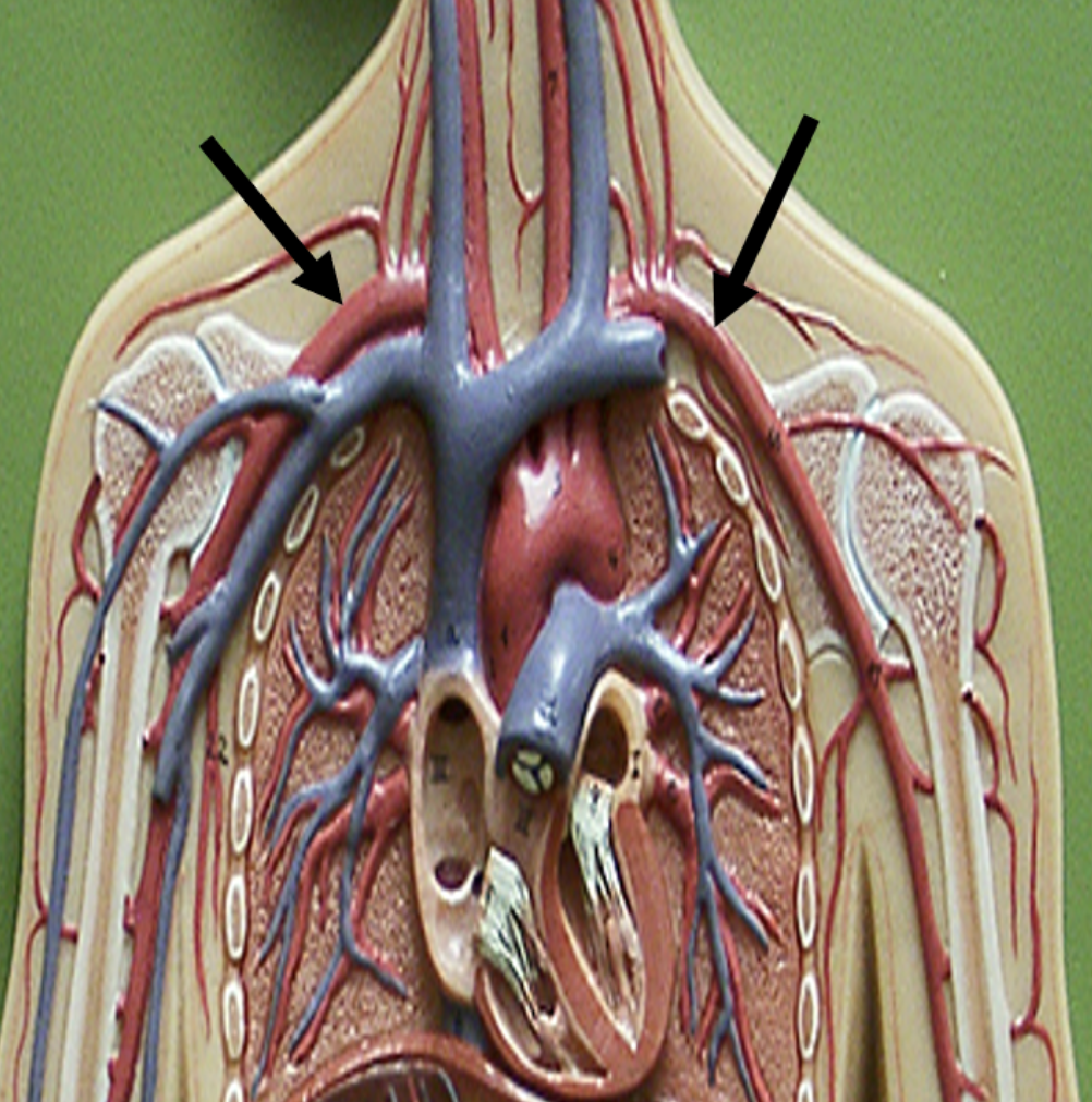 <p><span>Identify the blood vessel indicated by the pointer.</span></p>