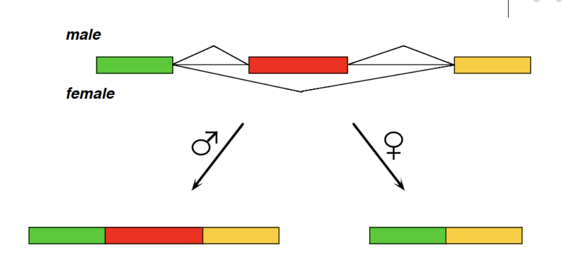 <p>Repressor system in females where sex lethal protein competes with U2AF, forcing it to bind further downstream at a different 3’ splice site (<strong>Repressing</strong>). (determines fly gender: in males, the sex lethal protein is not coded for and therefore U2AF binds at an earlier 3’ splice site)</p>