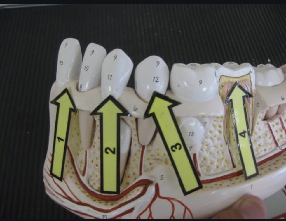 <p>Teeth</p>