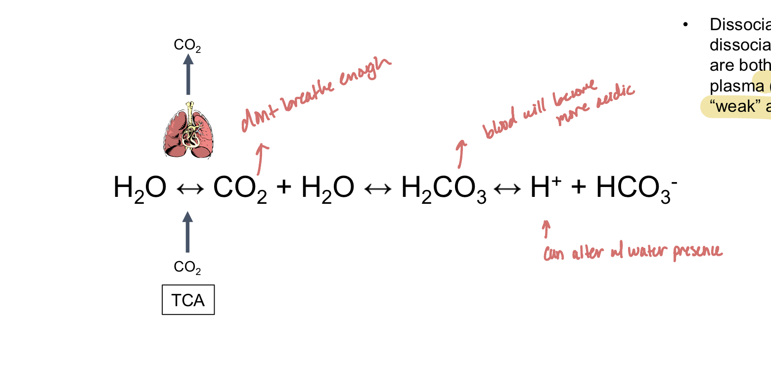 <p>Read for review: The role of Co2 in blood pH: carbon dioxide is constantly produced by the TCA cycle and transported to the blood/plasma then removed by the lungs, dissolved co2 in the blood (levels can change with breathing and metabolism) can act as a buffer if reacted with water. Co2 and water form carbonic acid in a reversible reaction to also create free hydrogen and bicarbonate ions — carbonic acid is our weak acid or buffer</p>