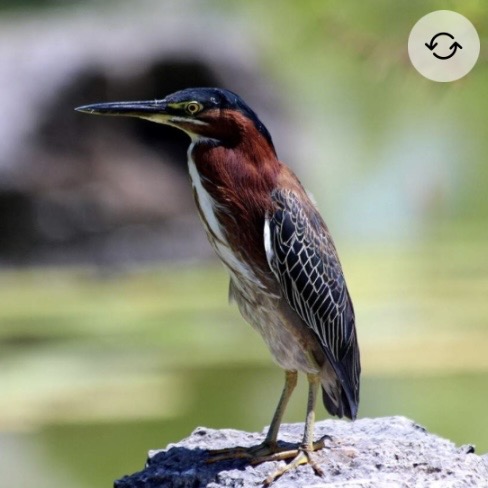 <p>Green heron</p>