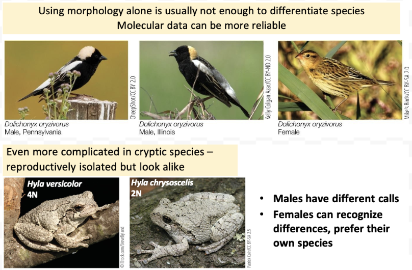 <ul><li><p><span>A group of <em><u>actually or potentially </u></em><u>interbreeding natural populations</u> that is <u>reproductively isolated</u> from other groups</span></p><ul><li><p>A species is a group of interbreeding individuals that are reproductively isolated</p></li><li><p>Known as the biological species concept (via reproductive isolation). </p></li></ul></li><li><p><span>Species result from <u>speciation</u>: divergence of lineages and emergence of reproductive isolation between lineages.</span></p><ul><li><p>There’s no gene flow to make them their own species</p></li></ul></li></ul><p></p>