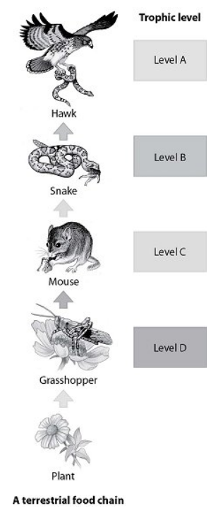 <p>(37.8) Which trophic level in this food chain represents the secondary consumer?</p>