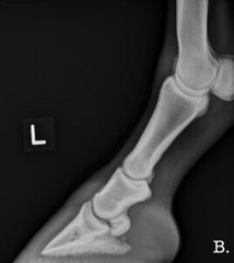 <p>What radiographic projection is this?</p>