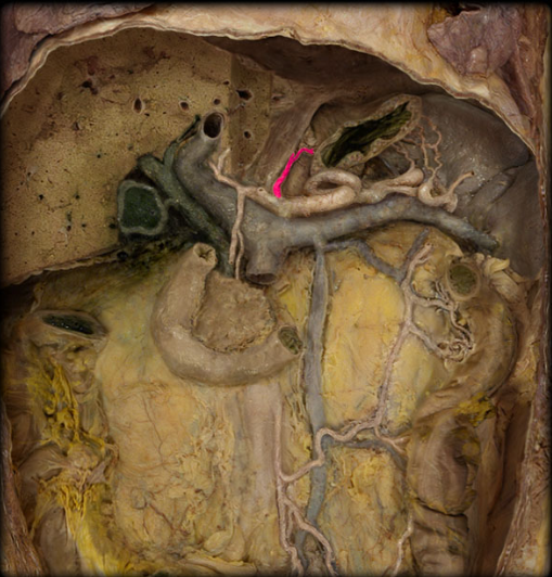 <p>branch of celiac trunk</p>