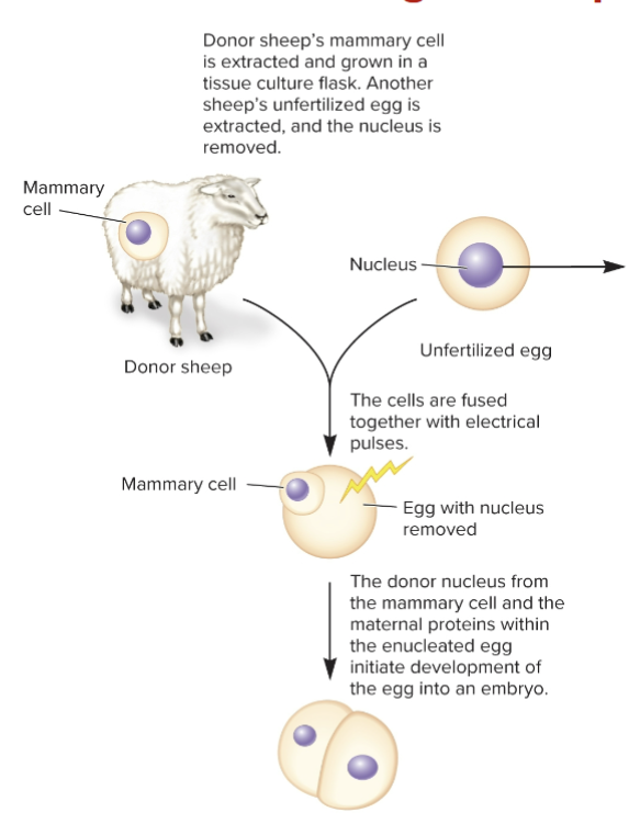 <p>In 1997, Ian Wilmut and colleagues at the Roslin Institute announced the first mammalian cloning</p><ul><li><p>A sheep, “Dolly”</p></li></ul><p>Strategy for cloning Dolly:</p><ol><li><p>Mammary gland cells were collected and grown in the lab</p></li><li><p>Using electrical pulses, a mammary cell was fused with a nucleus-free egg from a second sheep</p></li><li><p>The zygote began to develop</p></li><li><p>The embryo was implanted into a surrogate mother sheep</p></li><li><p>148 days later, Dolly was born</p></li></ol><p></p>