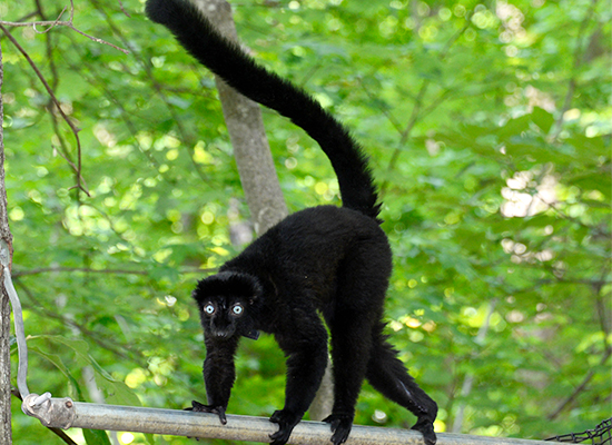 <p>Blue-eyed Black Lemur</p>